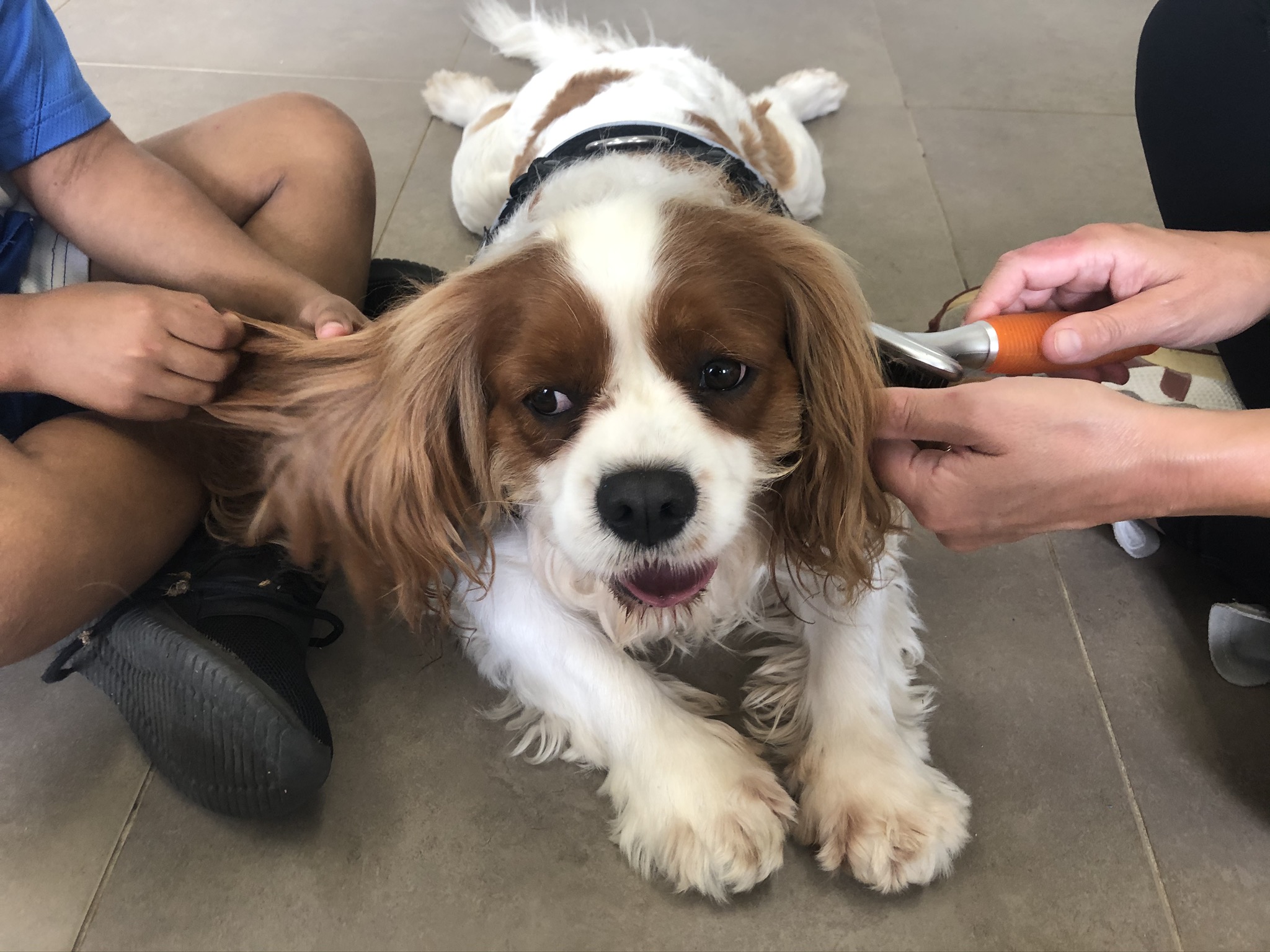 Importance of Owner Training in Dog Therapy